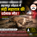 सहसपुर लोहारा में अज्ञात वाहन की टक्कर से नंदी महाराज की दर्दनाक मौत, बाबा ढाबा के सामने हुई घटना,कौन है इसमें लापरवाह..?